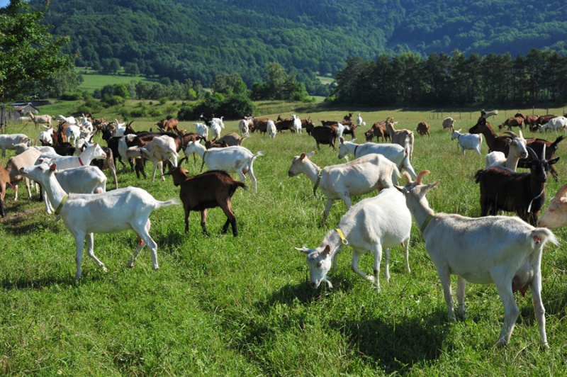 O farmě - Farma pod Ještědem